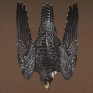 P1G-TAC ФУТБОЛКА FALCON OLIVE DRAB UA281-29891-OD-FLC